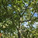Malus domestica 'Lombarts' - 1