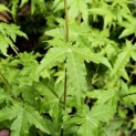 Acer palmatum 'Bi-hoo' - impressie zomerblad