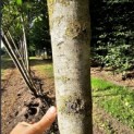 Juglans regia 'Coenen'' - Foto 1