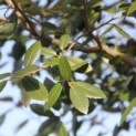 Quercus ilex - 1