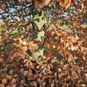 Fagus sylvatica - 3