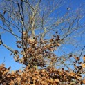 Fagus sylvatica - 4