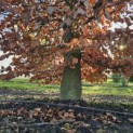 Fagus sylvatica - 5