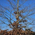 Fagus sylvatica - 2