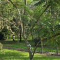 Rhus typhina - 2
