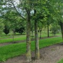 Fagus sylvatica - Afbeelding 1