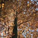 Fagus sylvatica 'Atropunicea' - juni 2024