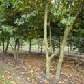 Platanus x Hispanica - 1
