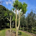 Platanus x Hispanica - 6
