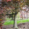 Fagus sylvatica 'Atropunicea' - Afbeelding 3