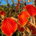 Hamamelis mollis - Afbeelding herfstkleuren geel tot rood