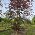 Fagus sylvatica 'Atropunicea' - Foto 1
