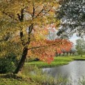 Liquidambar Styraciflua - impressie herfstkleuren amberbomen