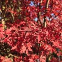 Acer palmatum 'Skeeter's Broom' - 2