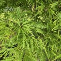 Acer palmatum 'Dissectum' - 1