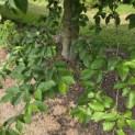 Carpinus betulus - 1