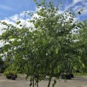 Betula nigra - 6