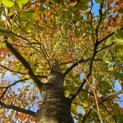 Fagus sylvatica 'Atropunicea' - november 2025