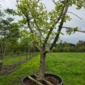 Malus domestica 'Collina' - 4