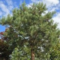Pinus sylvestris - 3