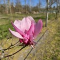 Magnolia 'Spectrum' - 1