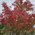 Acer palmatum - 3