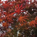 Acer palmatum 'Trompenburg' - Foto 3