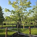 Cornus controversa - 2