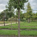 Prunus 'Sunset Boulevard' - Foto 3