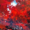 Acer palmatum 'Bloodgood' - Foto 7