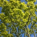 Acer palmatum 'Osakazuki - Foto 2