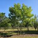 Platanus hispanica - juni 2025