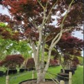 Acer palmatum 'Atropurpureum' - 3