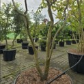 Parrotia persica - 1