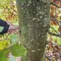 Fagus sylvatica 'Atropunicea' - 3