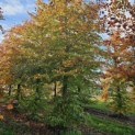 Fagus sylvatica 'Atropunicea' - 1