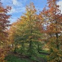 Fagus sylvatica 'Atropunicea' - 2