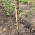 Parrotia persica 'Vanessa' - littekens ivm aanbinden aan bamboe stok.