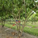 Heptacodium miconioides - 1