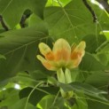 Liriodendron tulipifera - 2