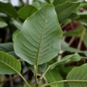 Magnolia 'Sargentiana' - 5