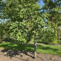 Prunus domestica Hauszwetsche - 3
