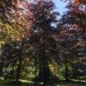 Fagus sylvatica 'Atropunicea' - 1