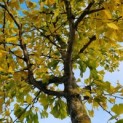 Ginkgo biloba 'Horizontalis' - Foto 1