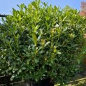 Rhododendron 'Cunningham's White' - Foto 2