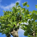 Platanus hispanica - 4