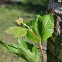 Platanus hispanica - 5