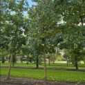 Liquidambar styraciflua - Foto 2