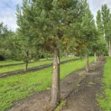 Sequoiadendron giganteum 'Glaucum' - 3