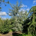 Cedrus libani 'Glauca' - blauwe ceder oktober 2024 vak E